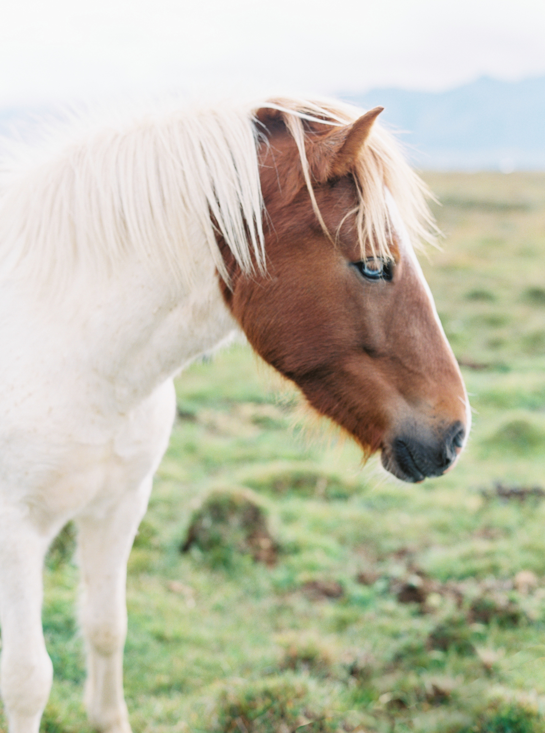 white horse with brown face in Iceland