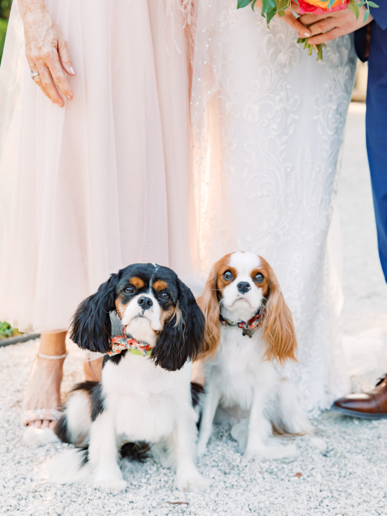 dogs at weddings ring bearer flower girl