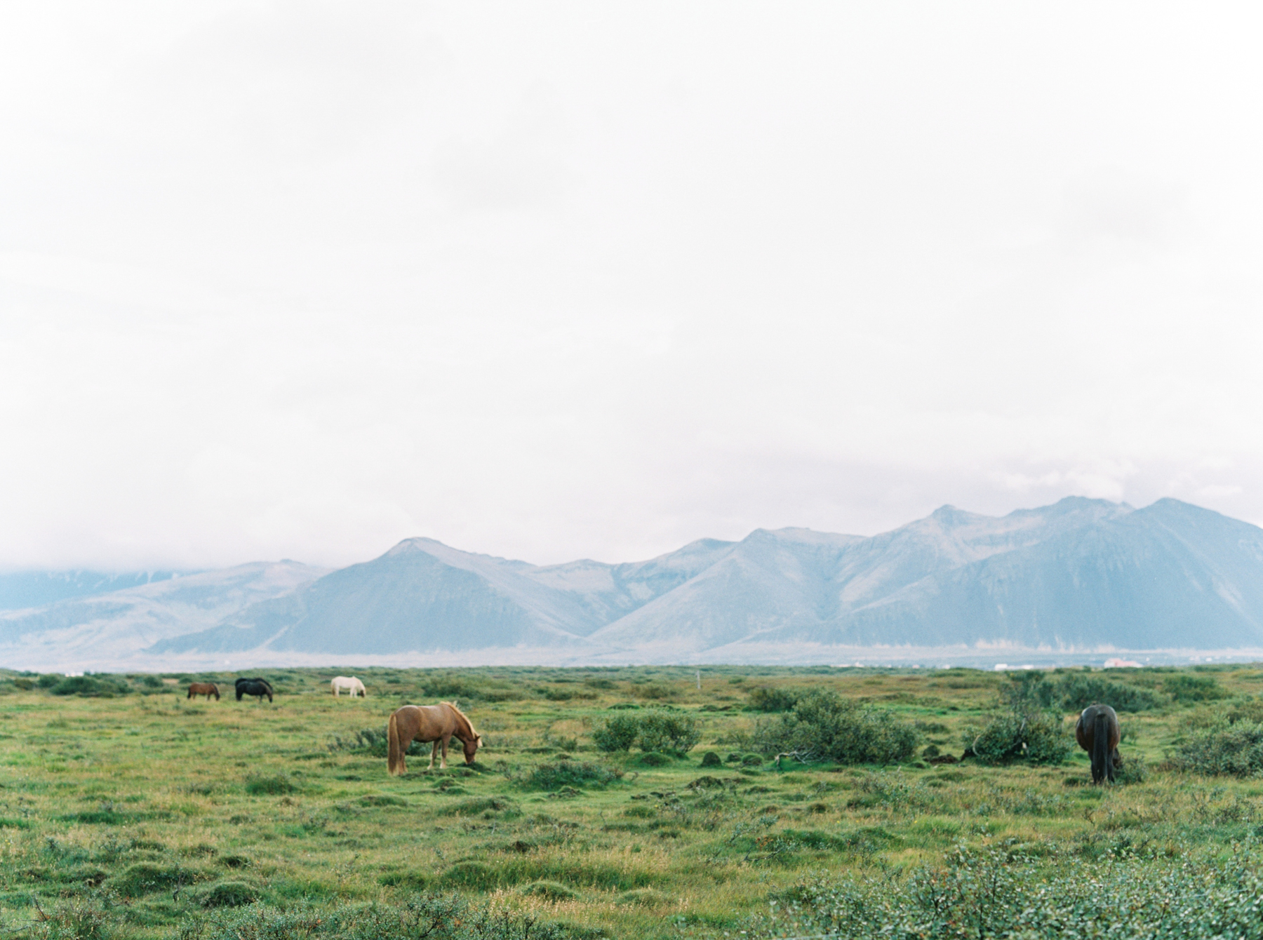 horses in Iceland wedding photography